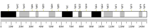 Chromosome 7 (mouse)