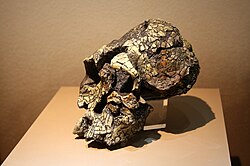 Kenyanthropus platyopsen pääkallo.