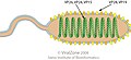 Cápside de la familia Nimaviridae que infecta animales.