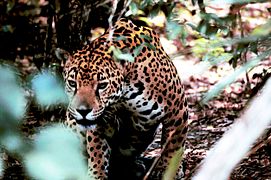 Jaguar