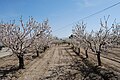 Almendros en flor