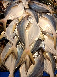 pomfret fish image