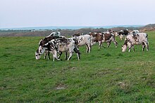 photographie représentant des veaux et des génisses de race normande dans un pâturage d'embouche