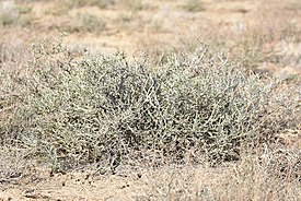 Боялыч деревцевидный (Xylosalsola arbuscula)