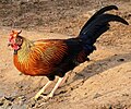 National bird of Sri Lanka - Ceylon Junglefowl