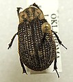 Trogidae - Trox unistriatus