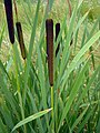 Typha latifolia