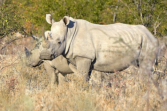 White rhinoceros (ceratotherium simum) with young near Namutoni, Etosha National Park, Namibia. They were grazing right at the edge of the Etosha pan.