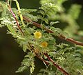 Гілка акації (Vachellia constricta) в Лас-Вегасі