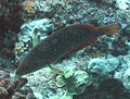 Pearl wrasse, Anampses cuvieri, Hawaii