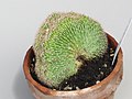 Echinopsis oxygona cristé