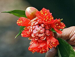 A Brownea coccinea virága közelről