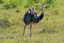 Greater rhea (Rhea americana)