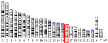 Ideogram human chromosome 16.svg