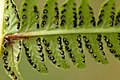 Výtrusné kupky pérnatce horského (Thelypteris limbosperma)