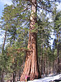 Didysis mamutmedis Sequoiadendron giganteum, Sequoioideae pošeimis