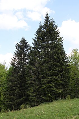 Abies alba em Beskid Żywiecki, Polónia