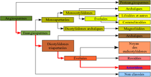 "Representacion grafica de la classificacion filogenetica"