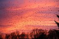 Bergfinken beim abendlichen Anflug zur Winter-Rast – hier in Haiger-Steinbach (Hessen)