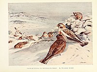 Unos pájaros con sus plumajes invernales sobre un paisaje nevado.