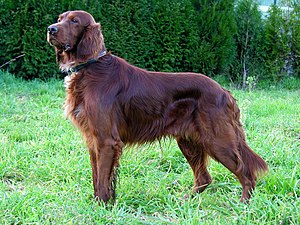 Irish Red Setter