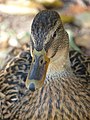 Canard colvert femelle au Jardin botanique de Tours