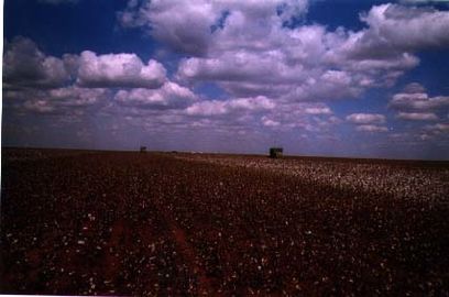 Expleitacion du coton dins una fazenda.