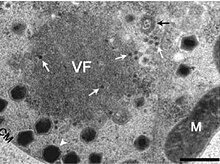 Image montrant des CroV infectés par des mavirus.