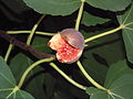 Інжыр (Ficus carica)