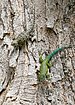 Green spiny lizard (Sceloporus malachiticus) female (left) male (right), Central Highlands, Costa Rica (31 January 2020)