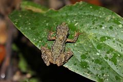 Description de l'image Kinabalu Slender Toad (Ansonia hanitschi).jpg.