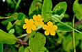 Mimulus moschatus