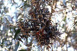 Monarch butterfly is the best known migrant amongst the Lepidoptera.