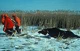 Elandjagers in Noord-Amerika.