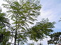 Neem tree in Panglao, Bohol, Philippines