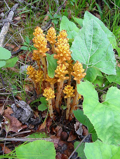 Slika:Orobanche flava sl1.JPG