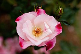 'Hana-Gasumi', Floribunda, 1985