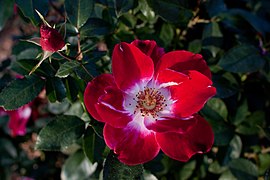 'Rendan', Floribunda 1987