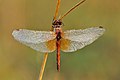 Sympetrum flaveolum male, stack of 36 frames