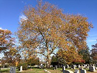 Tree in autumn