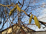 Zum Vergleich: Haselblüte vor der Blüte am 3. Januar 2018 (links) und nach Tauperiode (rechts)