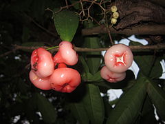 Fruit dans un arbre.