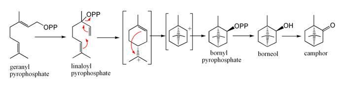 Tổng hợp sinh học của long não từ geranyl pyrophotphat