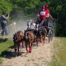 Vue de face de quatre poneys tirant un attelage.