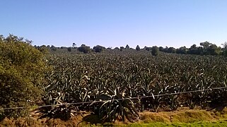 Rancho del Razo Nanacamilpa