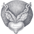 Mesane, Vesicula seminalis, prostat.