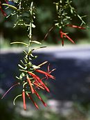 Ligaria cuneifolia