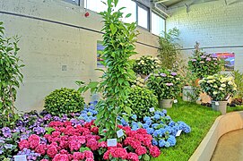 Spinelli-Park: Blumenschau in der U-Halle
