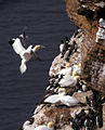 北方鲣鸟與崖海鴉，攝於黑爾戈蘭島