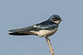 Hirundo leucosoma